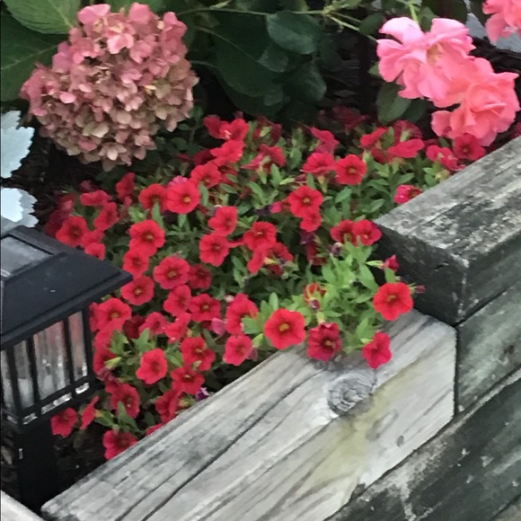 Meet your Posher, Debra - Picture 1 of 1